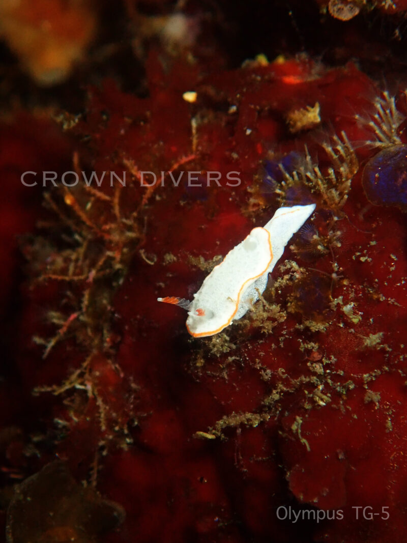 赤い海藻の上のミナミミツイラメリウミウシ