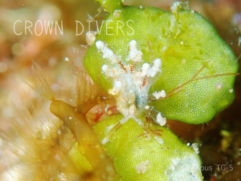 海藻に乗っかるソウゲンウミウシ