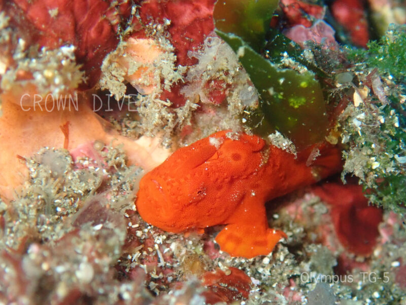 海藻に身を隠しているオレンジ色のイロカエルアンコウ