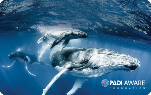 2022年のPADIのAWAREカードデザインはザトウクジラです。