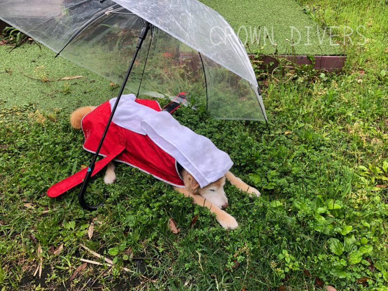 雨が降っている中で寝ているカエデちゃんに傘をさしてあげる