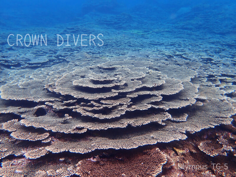 底土海水浴場の前に広がるミドリイシサンゴ