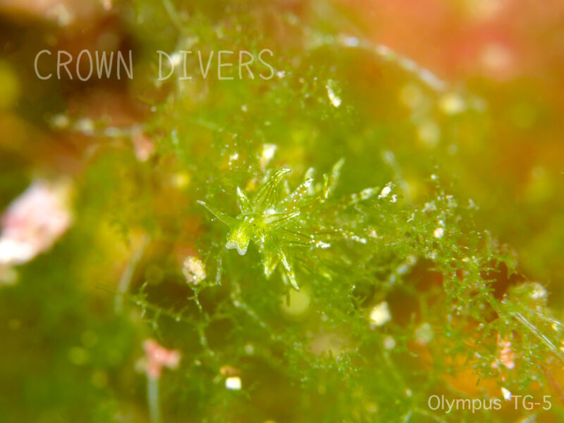 海藻の残りの上を擬態して歩いているミドリアマモウミウシ