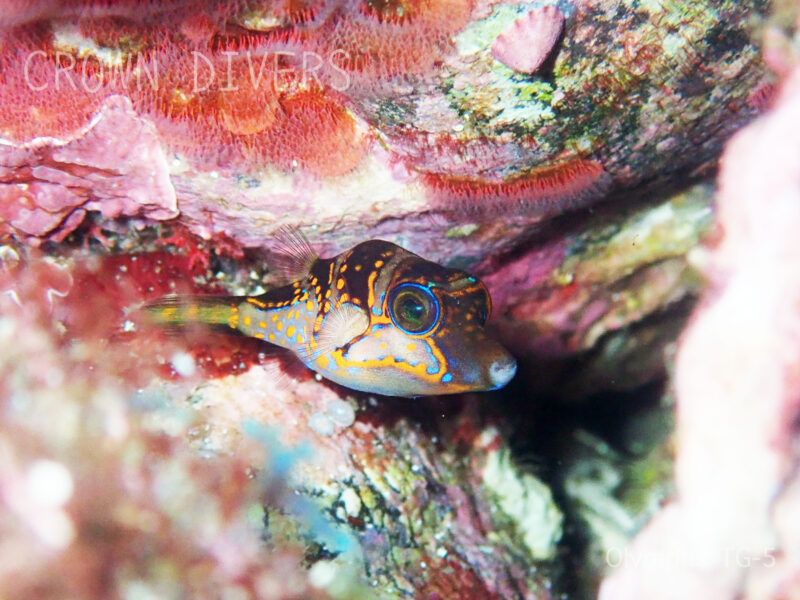 岩の隙間に隠れているハナキンチャクフグの幼魚