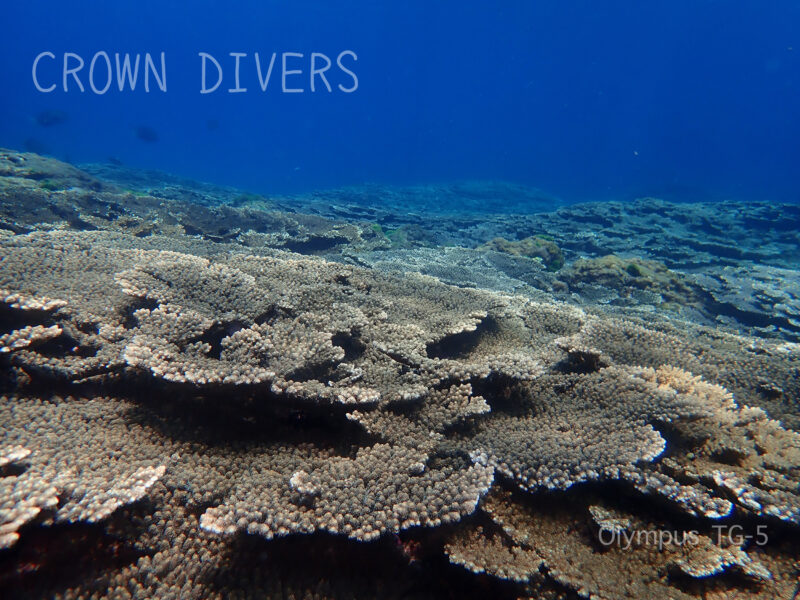 底土の海水浴場の沖のミドリイシサンゴの群生