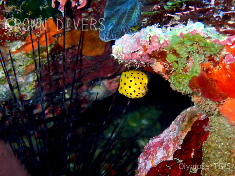 ウニに守られているミナミハコフグの黄色い幼魚