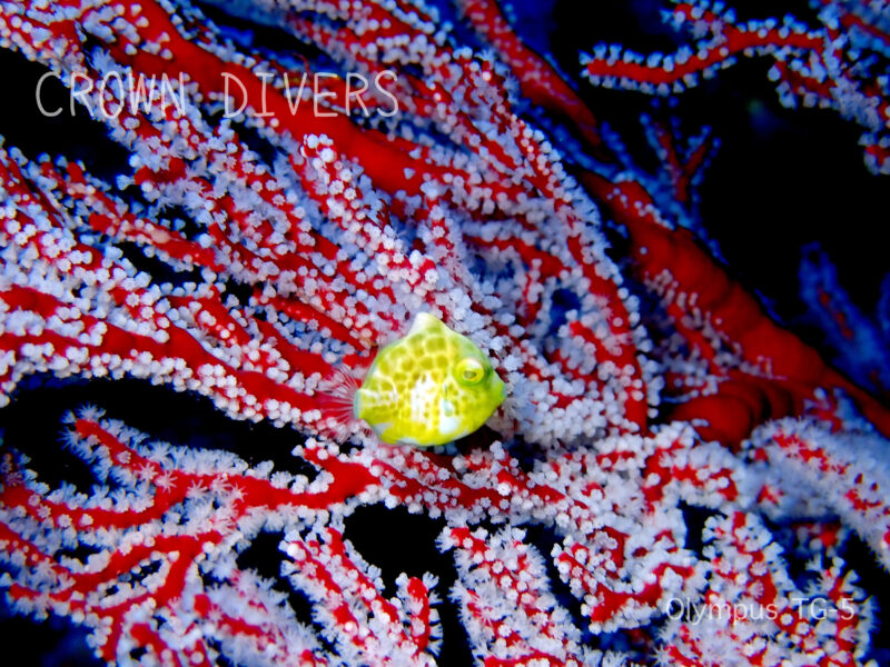 真っ赤なオオイソバナに隠れている黄緑色のノコギリハギの幼魚