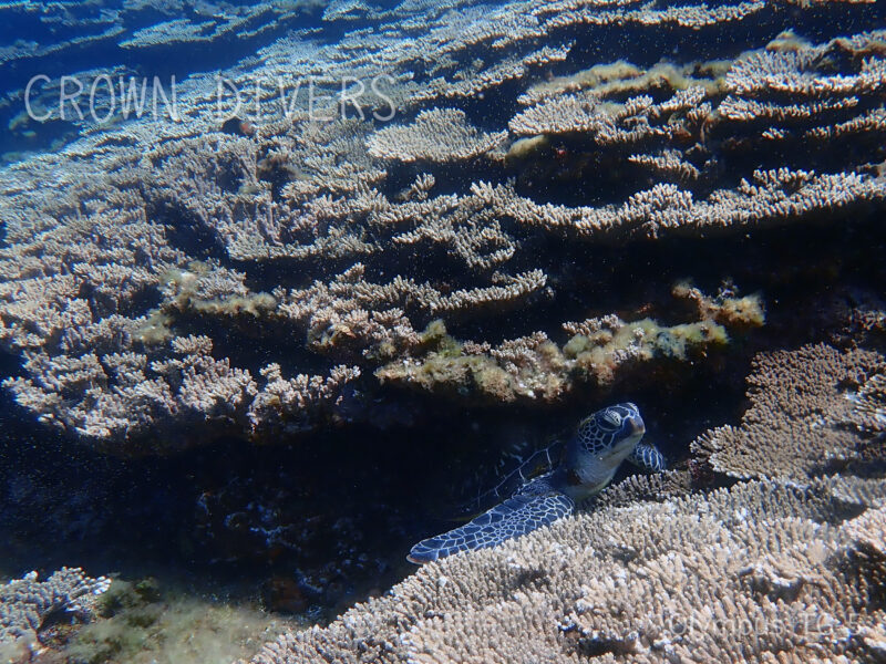 ミドリイシサンゴの隙間に入って休憩しているアオウミガメ