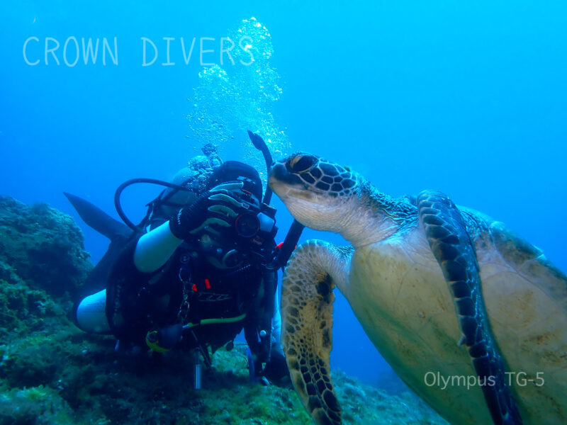 ご飯を食べているアオウミガメを真横で写真を撮るダイバー