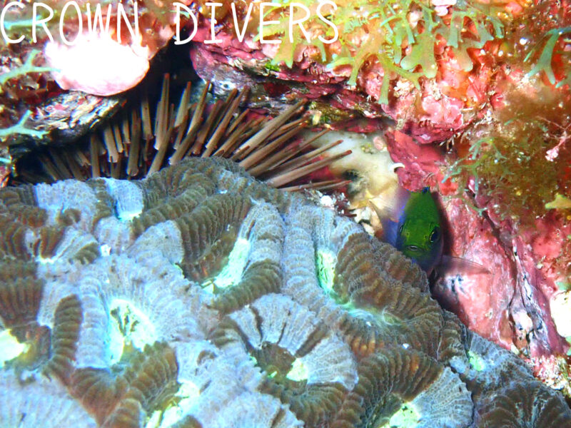 サンゴの影から顔を出しているセダカスズメダイの幼魚