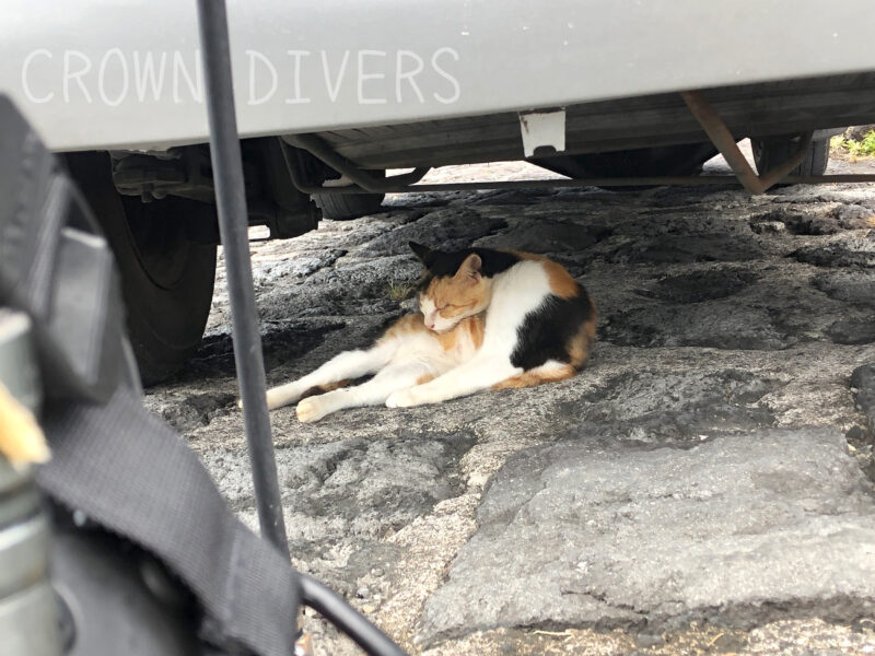 車の下でくつろぐ八重根のネコ