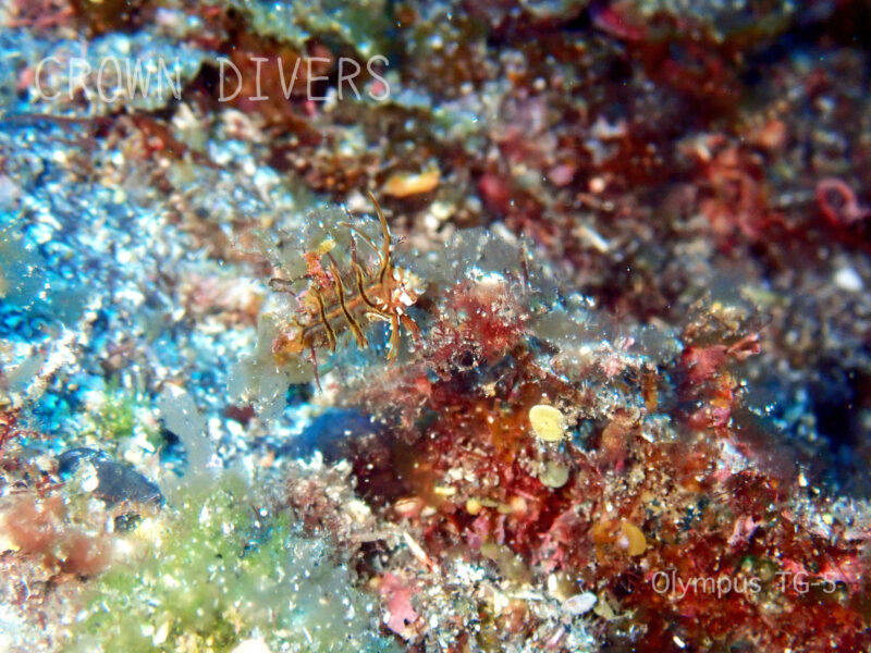 海藻に紛れているオビテンスモドキの幼魚