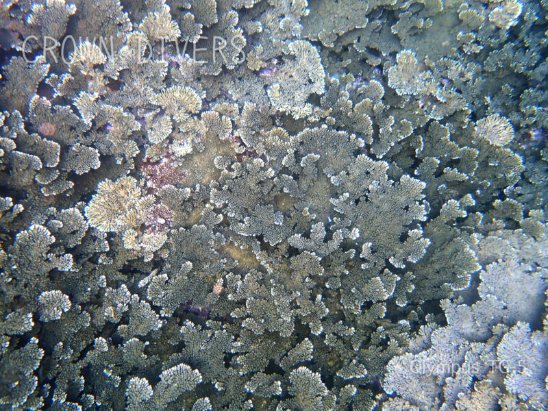 底土の海水浴場のすぐそばのサンゴ礁