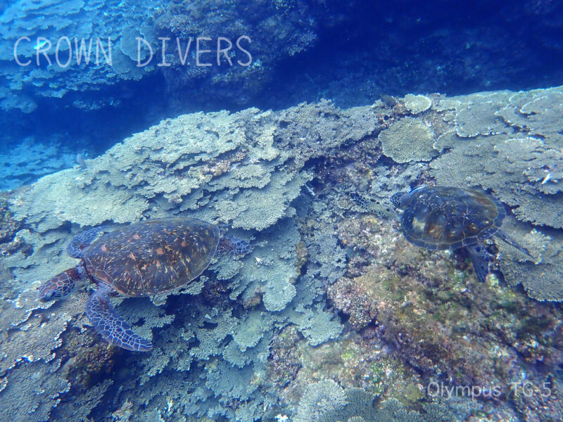 底土のサンゴ礁で背中をクリーニングしてもらっているアオウミガメ