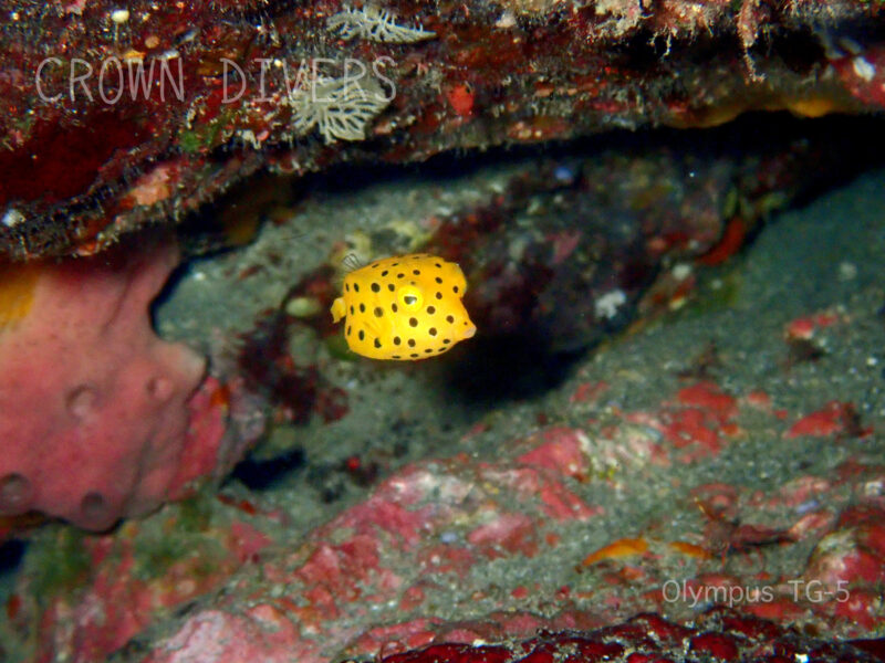 岩の隙間の暗がりに隠れているミナミハコフグの幼魚
