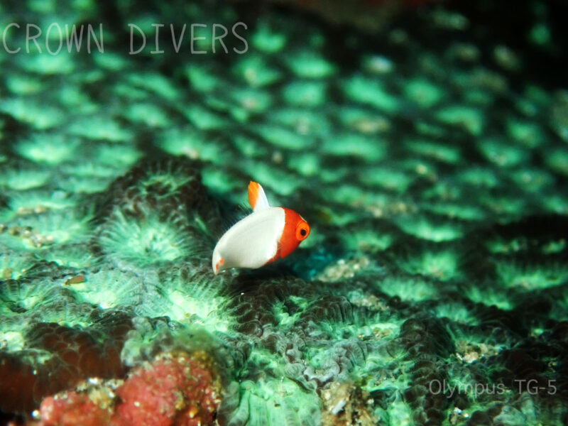 キクメイシサンゴの上を泳いでいるイロブダイの幼魚