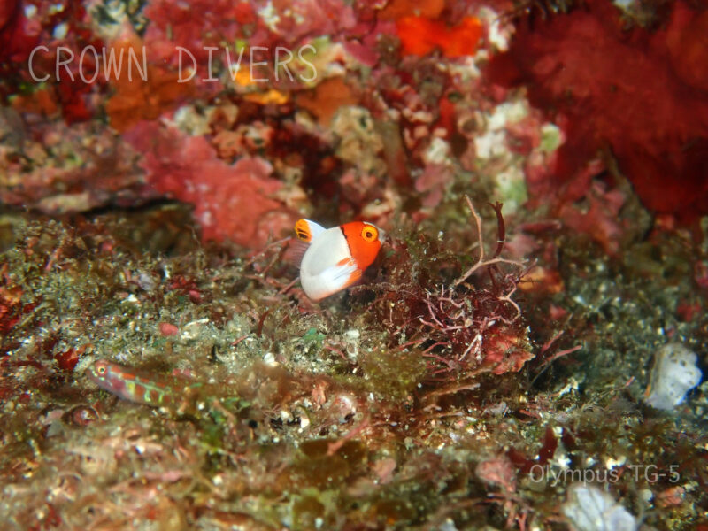 海藻の陰に隠れようとしているイロブダイの幼魚