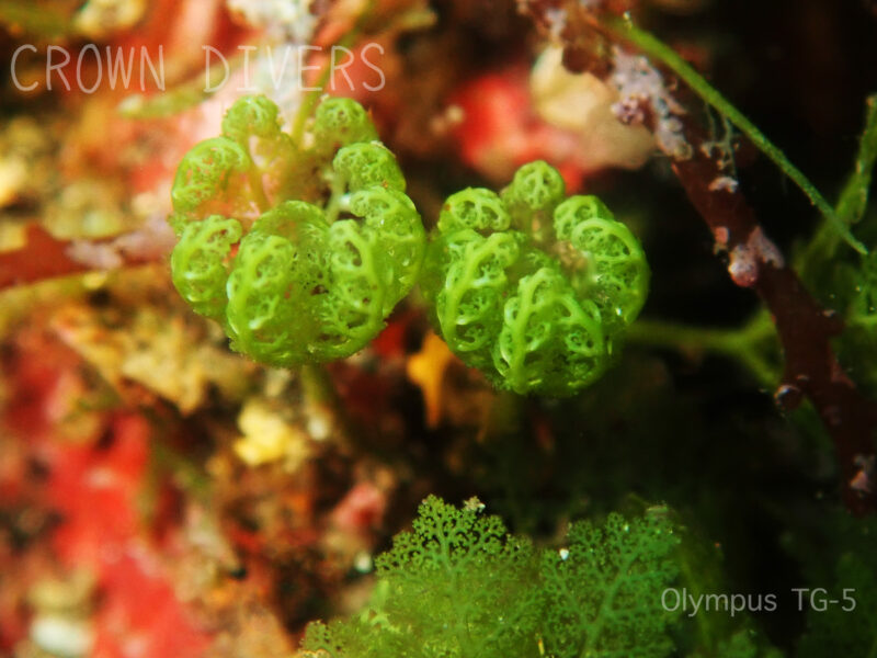 海藻のヒメシダヅタ