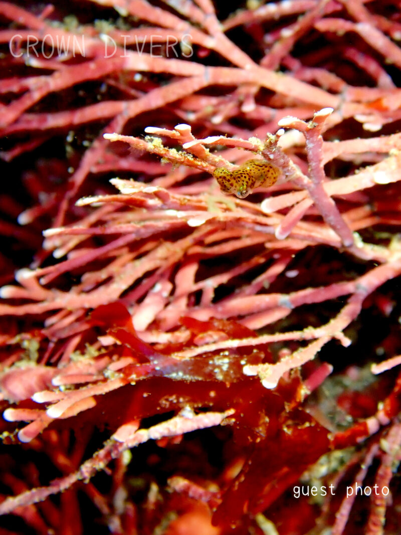 海藻のカニノテの裏に隠れているヒレギレイカ
