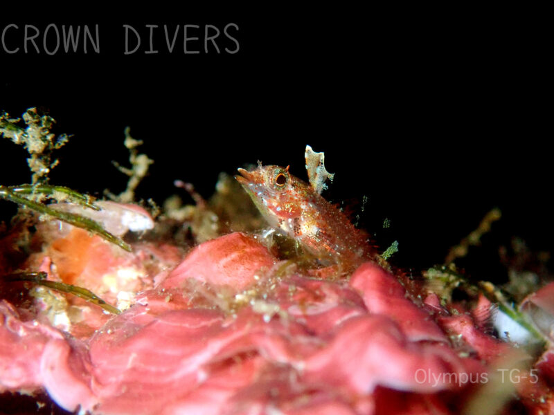 海藻の上で上を向いているヘビギンポの幼魚