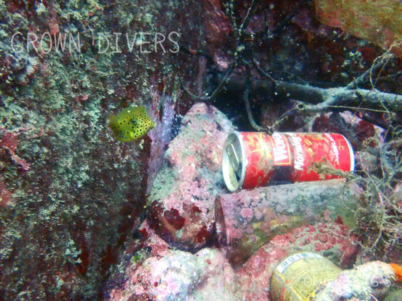 缶コーヒーの空き缶の近くに住んでいるミナミハコフグの幼魚