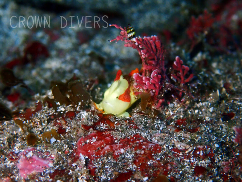 海藻に寄りかかっている黄色いクマドリカエルアンコウ