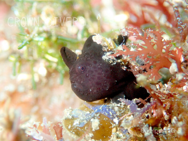 海藻の陰に隠れている真っ黒なイロカエルアンコウ
