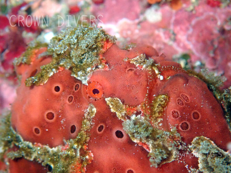カイメンに海藻などがついているように擬態しているイロアケルアンコウ