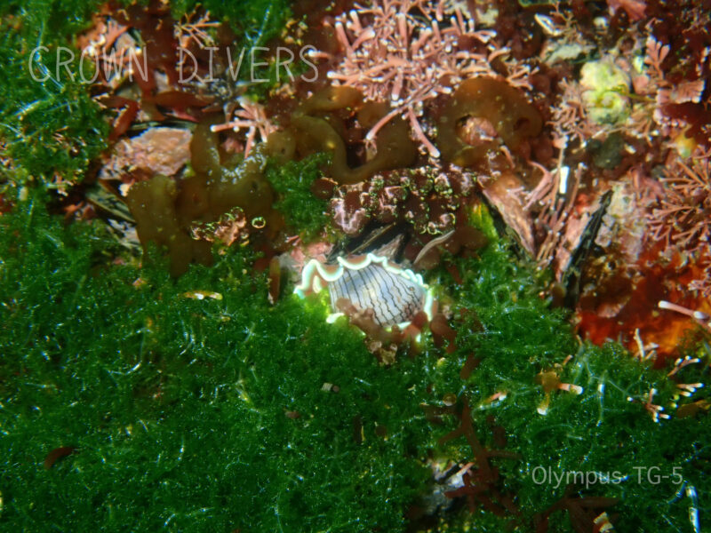 海藻に埋もれそうになっているミスガイ
