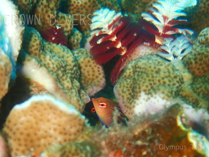 サンゴの中に隠れているニセモチノウオのペア
