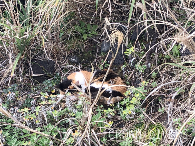 風を避けながら草むらで昼寝をしている三毛猫