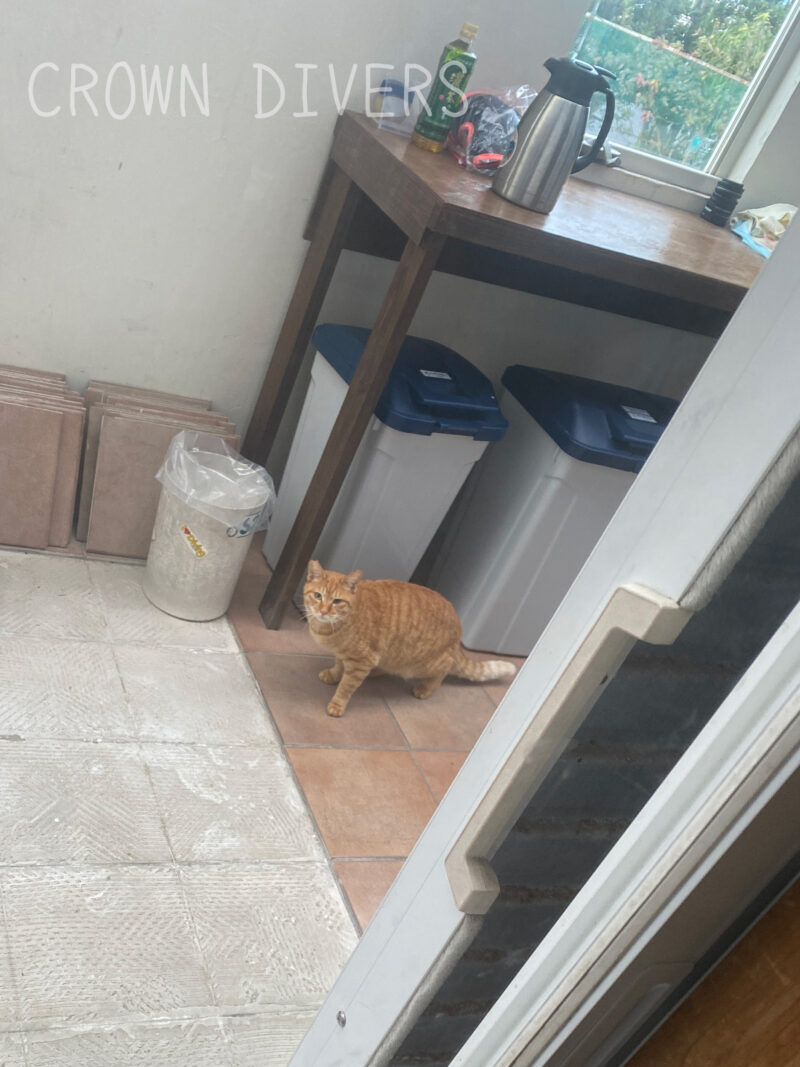 ゴミ箱の前で家に入りたそうにしているチャトラの地域猫