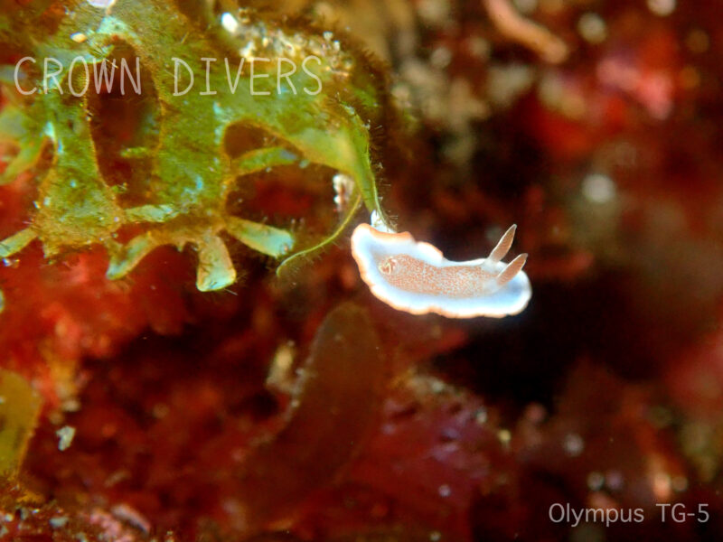 海藻のアミジグサの先にいるキャラメルウミウシの幼体