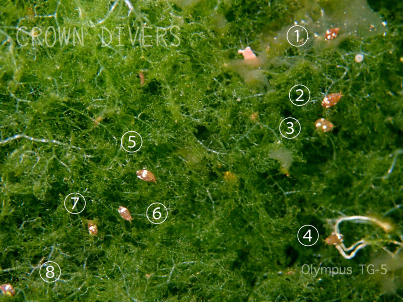 海藻のアオモグサの上に群れているマキエホテイヨコエビ