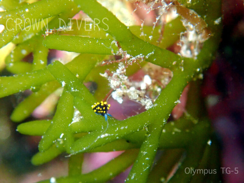 海藻のミルの上にいる小さなテントウウミウシ