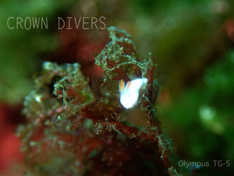 海藻に捕まる白い小さなシロウサギウミウシ