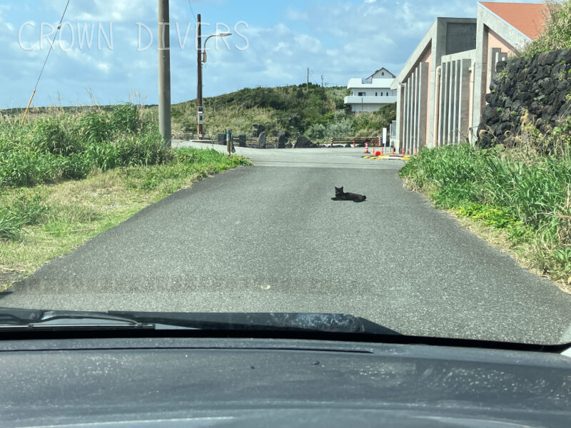 道路で動かない黒ネコ