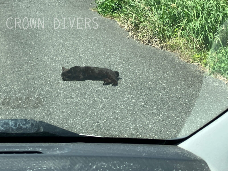 道路で動かない黒ネコ