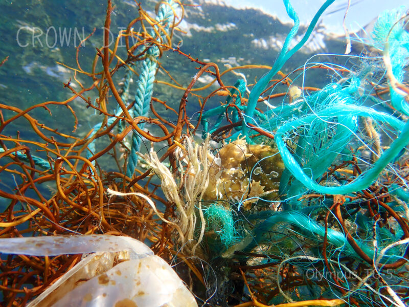 海洋ゴミのロープの中に住んでいるハナオコゼ