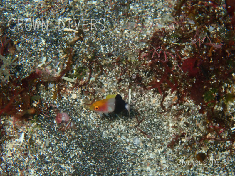 砂地に隠れているキツネベラの幼魚