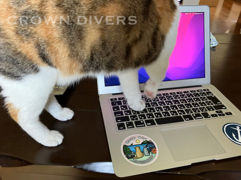 パソコンのキーボードを押す三毛猫
