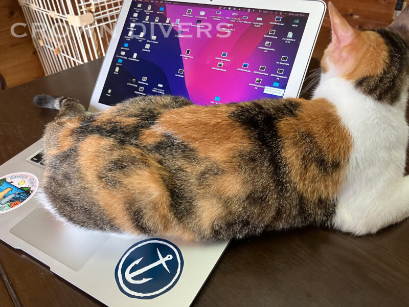 ノートパソコンのキーボードの上に座るミケ猫