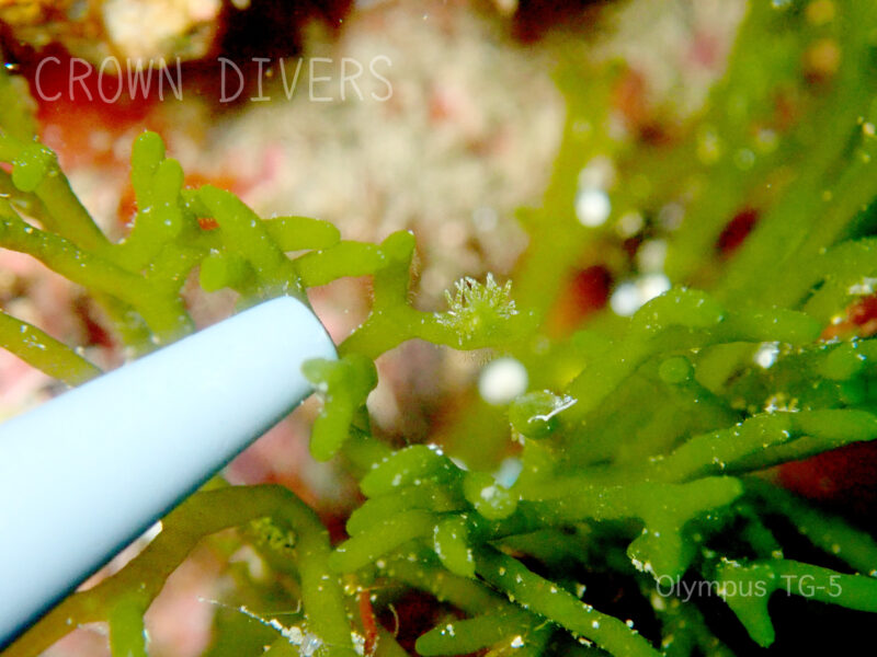 海藻のミルの上にいるミドリアマモウミウシ