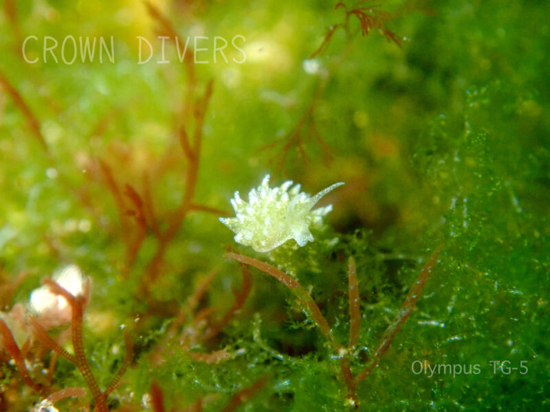 海藻の上で同じ色をしているミドリアマモウミウシ
