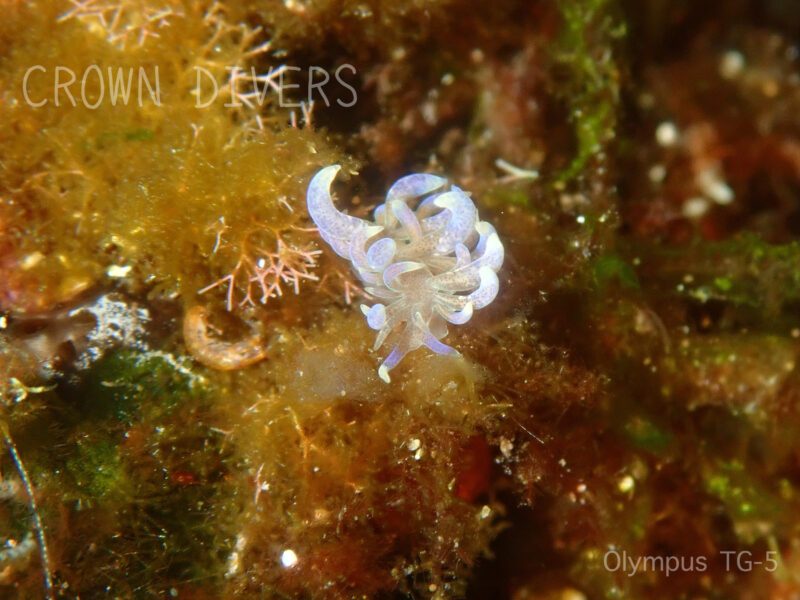 海藻の上を歩くムロトミノウミウシ
