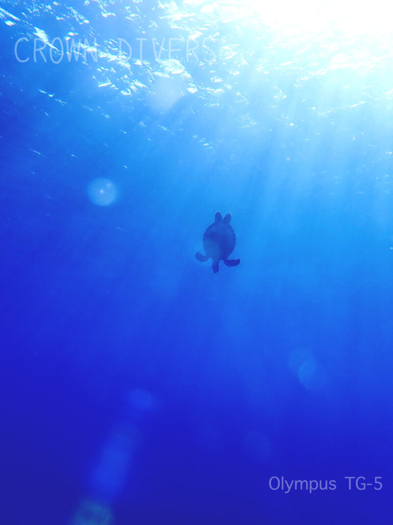 明るい水面から水底に向かって潜り始めるアオウミガメ