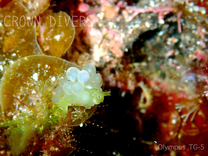 海藻のイワヅタに擬態しているタマミルウミウシ