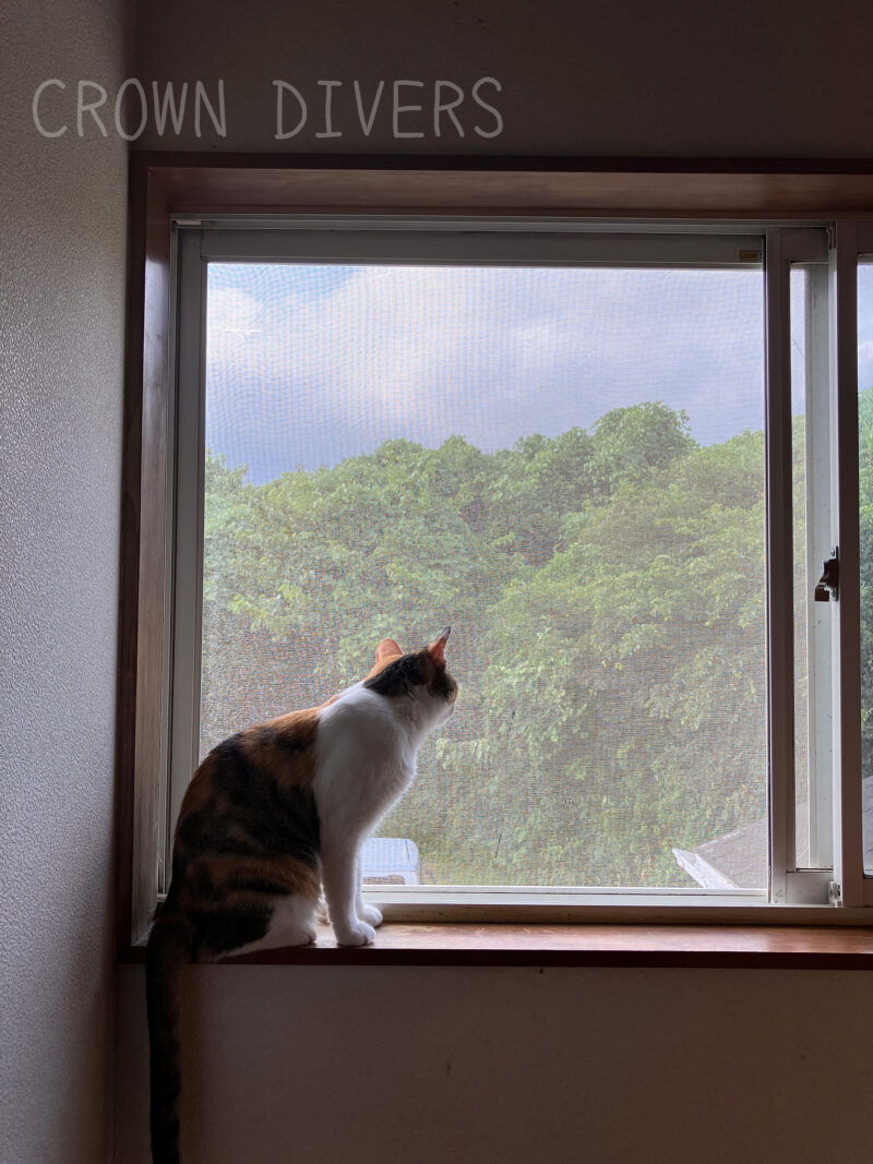２階の窓辺から外を眺めている猫