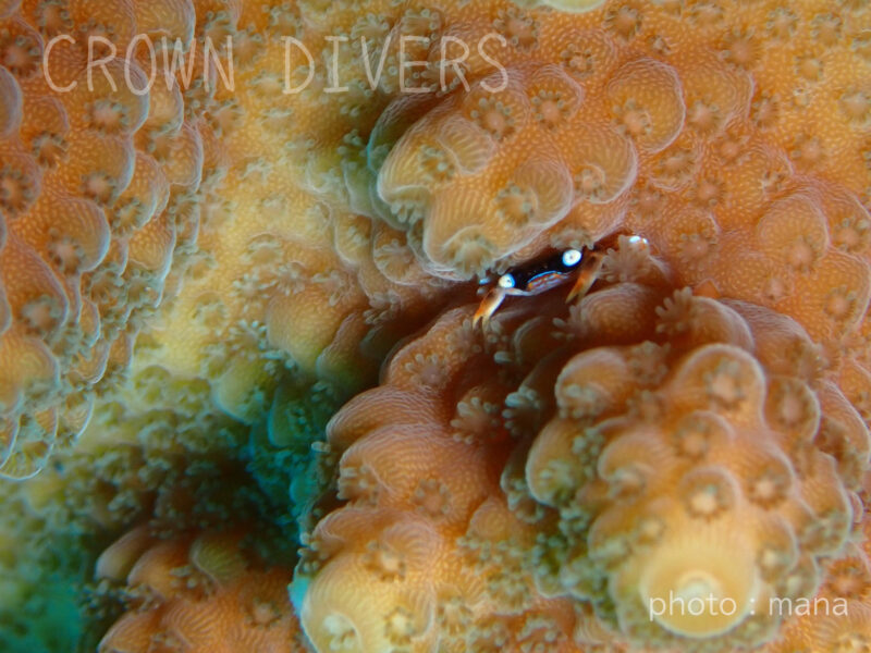 サンゴの隙間のサンゴガニ