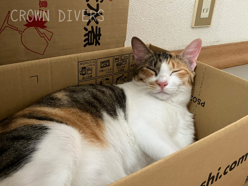 箱の中で寝ているネコ